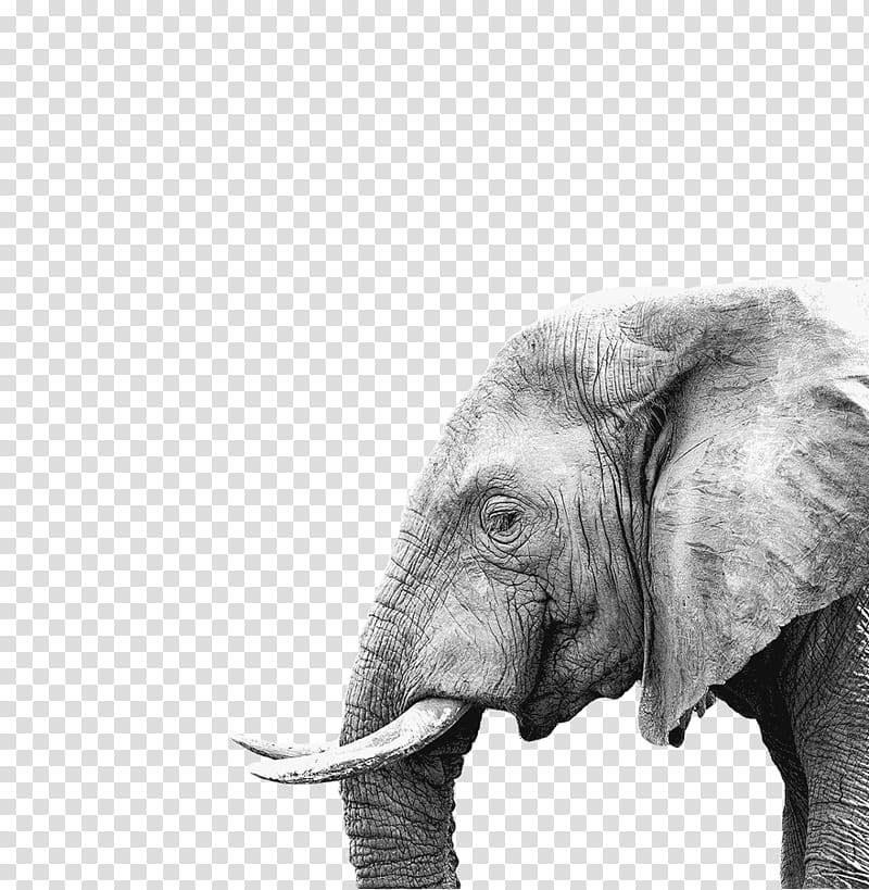 Elephant, Poster, Painting, Canvas, Canvas Print, White Elephant