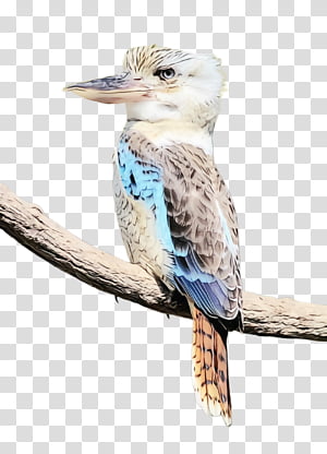 bird laughing kookaburra beak coraciiformes cuculiformes, Watercolor, Paint, Wet Ink, Roller transparent background PNG clipart thumbnail