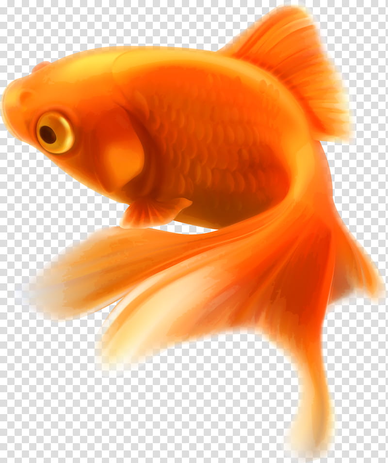 Fish, Goldfish, Koi, Aquarium, Feeder Fish, Drawing, Orange, Fin transparent background PNG clipart