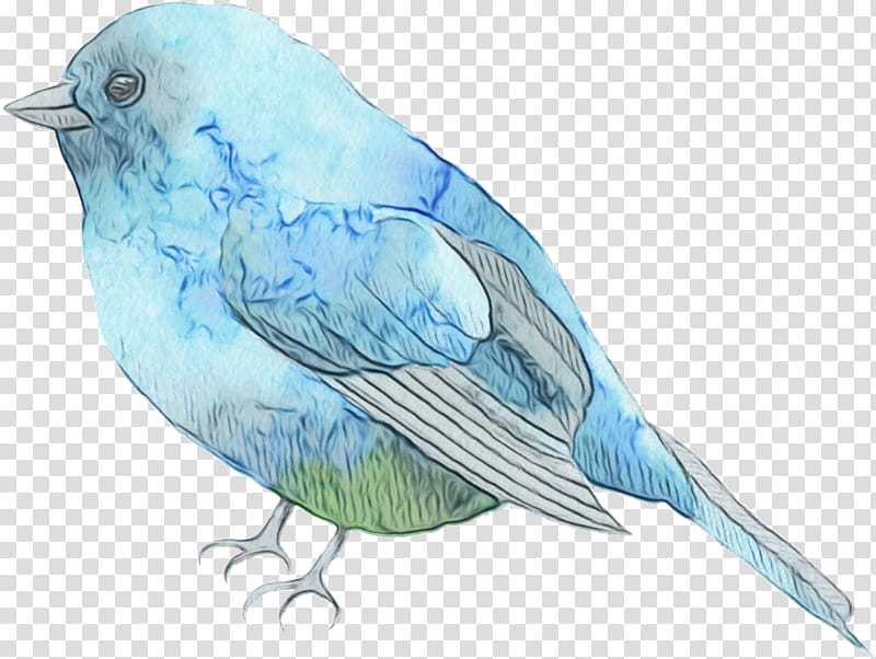 Feather, Watercolor, Paint, Wet Ink, Bird, Mountain Bluebird, Beak, Songbird transparent background PNG clipart