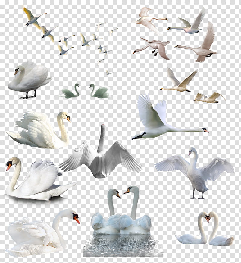 Cisne White, mute swans illustration transparent background PNG clipart