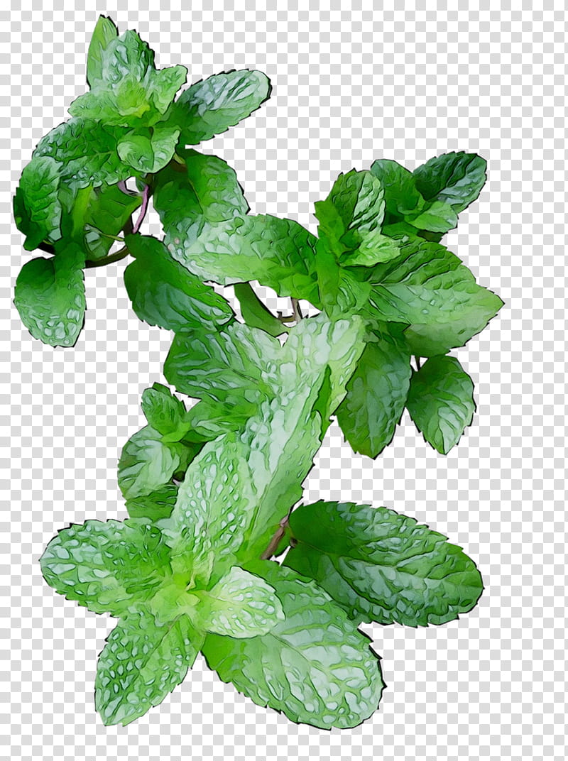 Mint Leaf, Spearmint, Herbalism, Peppermint, Plant, Flower, Fines Herbes, Ocimum Tenuiflorum transparent background PNG clipart