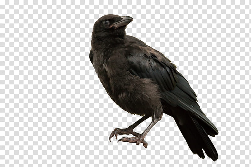 Corvus , blackbird transparent background PNG clipart