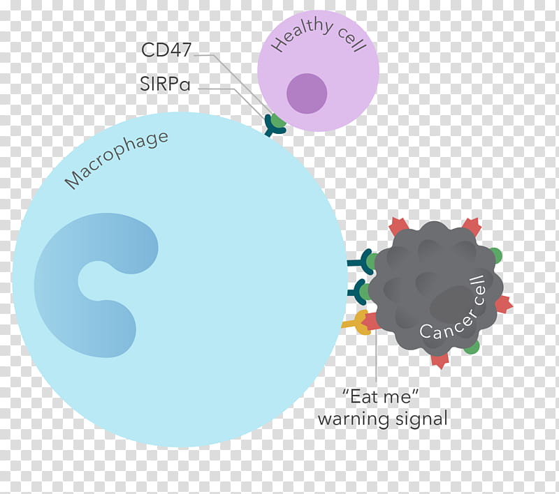 Circle Design, Immunotherapy, Cd47, Macrophage, Diffuse Large Bcell Lymphoma, Immune System, Cancer, Rituximab transparent background PNG clipart