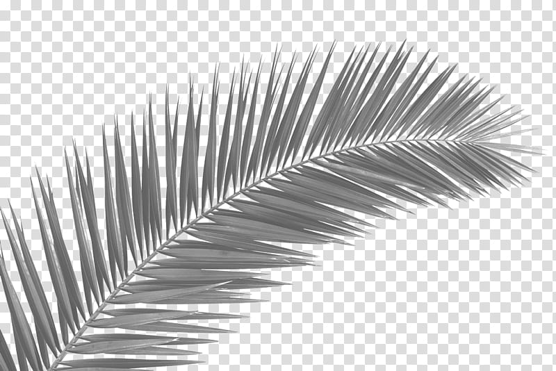 Palm Tree, Palm Trees, Leaf, Palmleaf Manuscript, Frond, Palm Branch, White, Eyelash transparent background PNG clipart