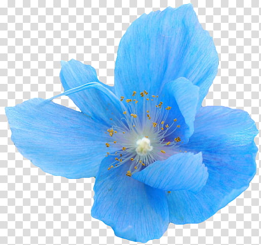 Pastel s, blue petaled flower transparent background PNG clipart