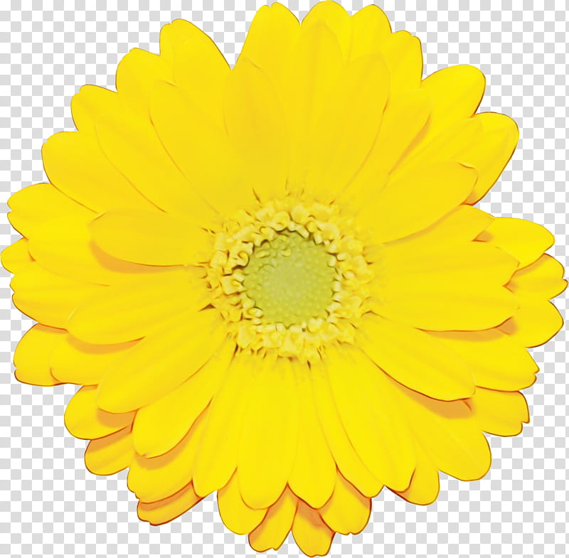 Red Rose, Transvaal Daisy, Flower, Yellow, Chrysanthemum, Cut Flowers, Daisy Family, Common Sunflower transparent background PNG clipart