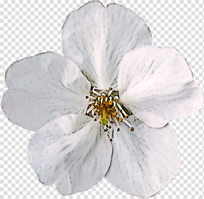 white flower petal plant cinquefoil, Rose Family, Wildflower, Blossom transparent background PNG clipart