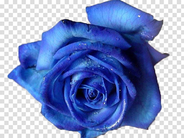 Blue Rose, of blue rose transparent background PNG clipart