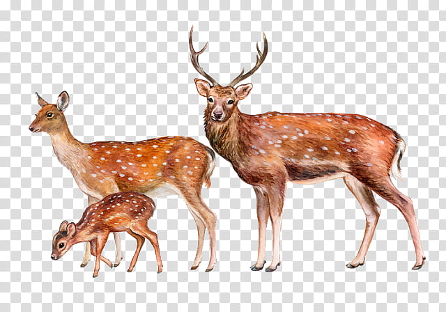 Reindeer, Chital, Animal, Wildlife, Roe Deer, Whitetailed Deer, Fawn, Antler transparent background PNG clipart