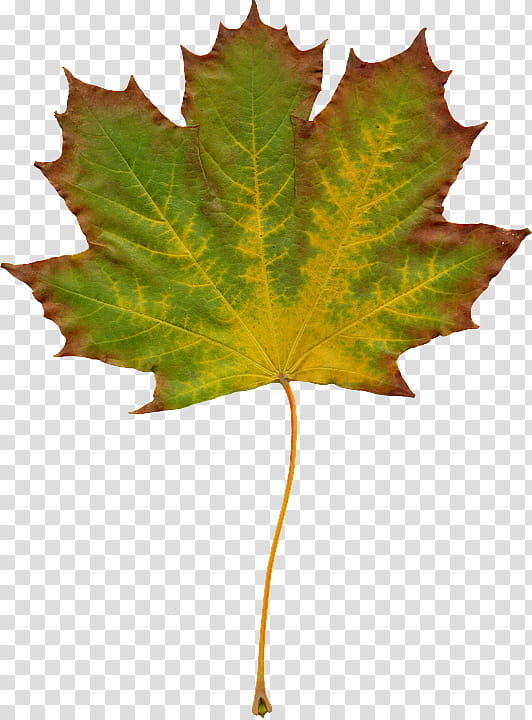Maple leaf, Tree, Black Maple, Plant, Plane, Woody Plant, Flowering Plant, Planetree Family transparent background PNG clipart