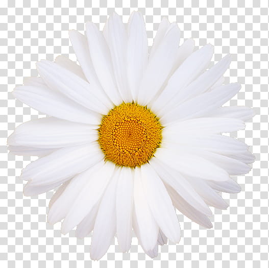 Flowers, white daisy flower transparent background PNG clipart