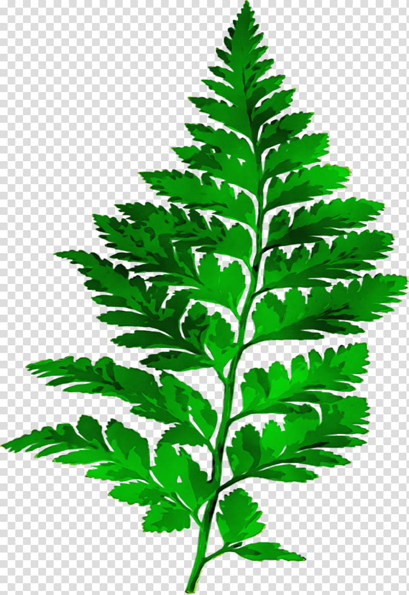 Cartoon Nature, Fern, Leaf, Plants, Vascular Plant, Flora, Ecology, Lady Fern transparent background PNG clipart