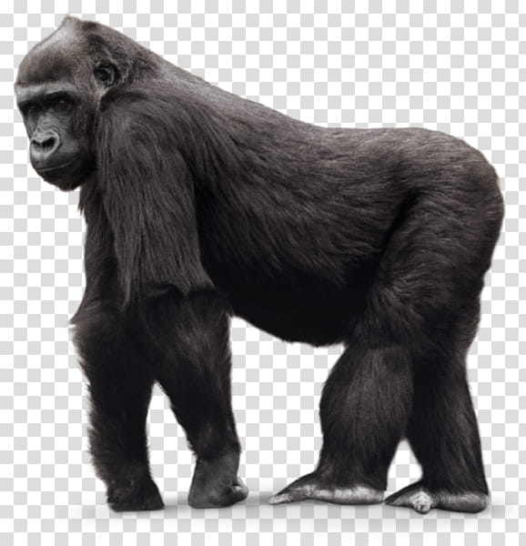 western lowland gorilla snout animal figure fur wildlife transparent background PNG clipart