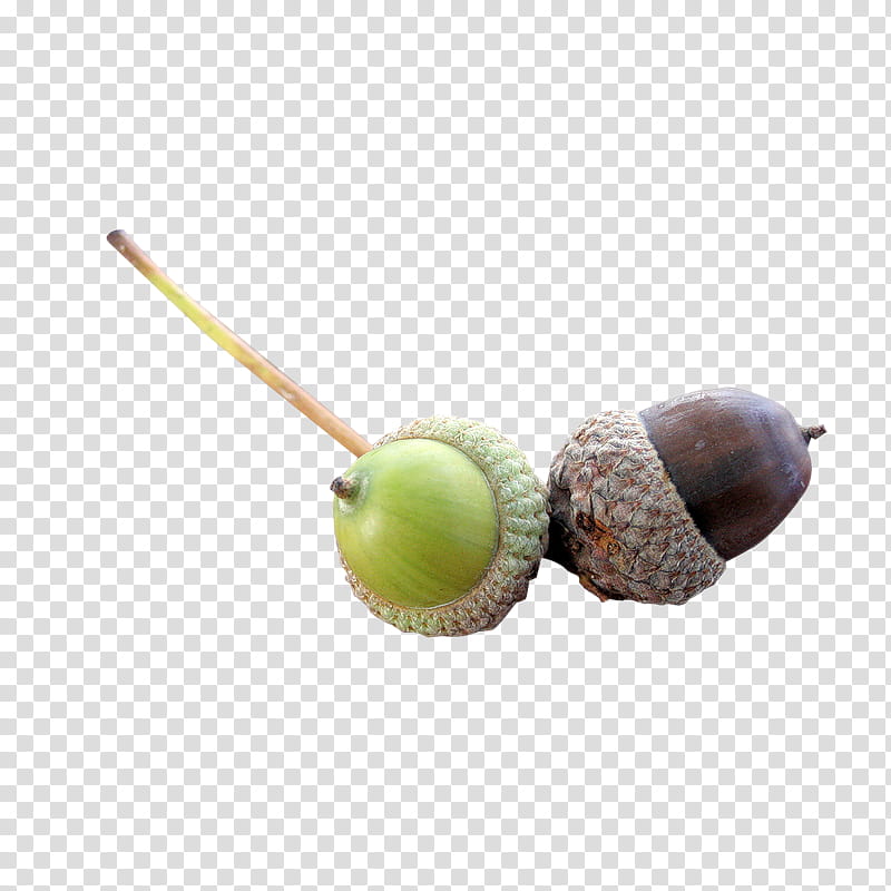 Acorn Acorn, Yandex, Nut, Nuts Seeds, Food, Ingredient transparent background PNG clipart