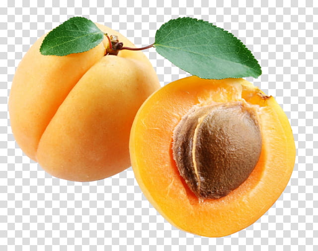 Fruit Tree, Apricot, Food, Dried Apricot, Apricot Kernel, European Plum, Plant, Peach transparent background PNG clipart