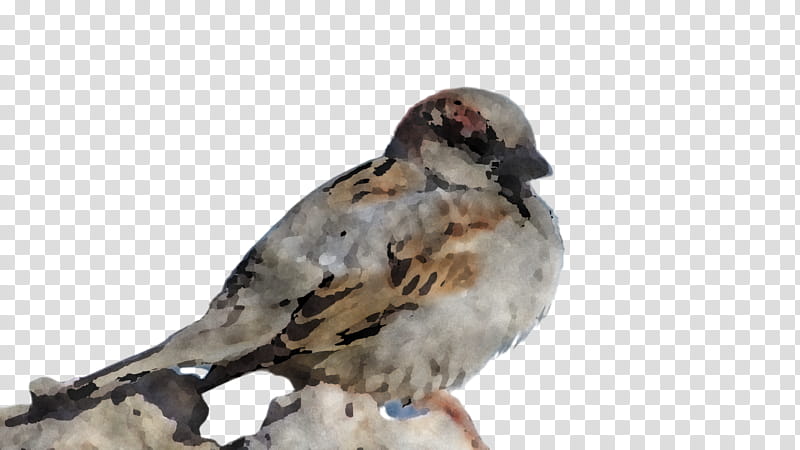 Feather, Bird, Beak, Dove, Pigeons And Doves, Sparrow, Rock Dove, Perching Bird transparent background PNG clipart