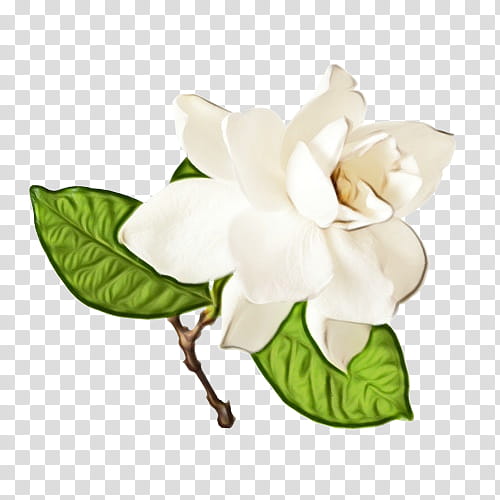 flower flowering plant white plant petal, Watercolor, Paint, Wet Ink, Gardenia, Magnolia, Leaf, Magnolia Family transparent background PNG clipart