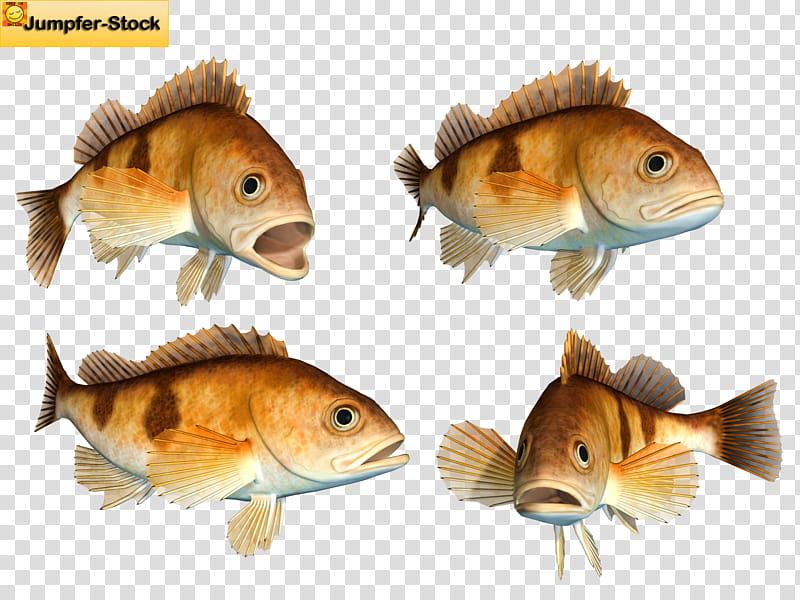 Various Fish , four bass fishes transparent background PNG clipart