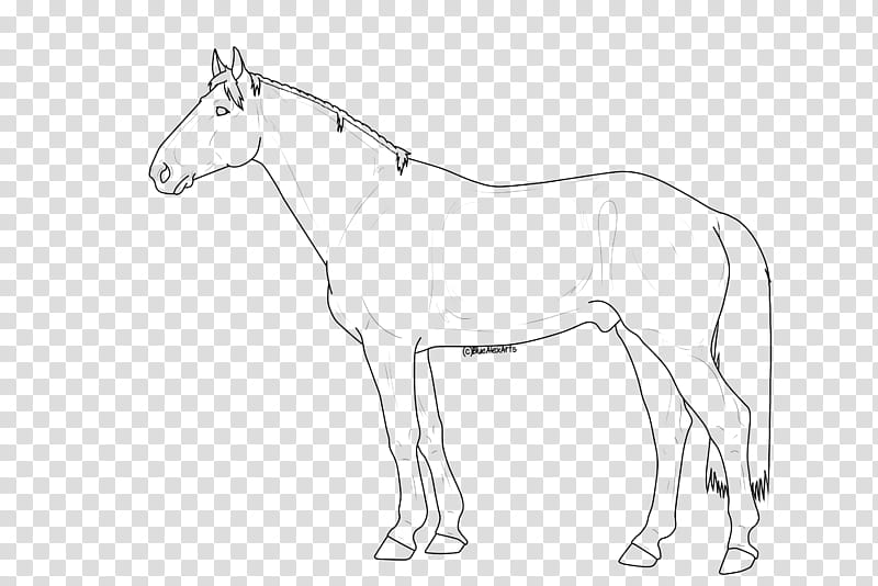 FREE TO USE LINEART Warmblood Stallion transparent background PNG clipart