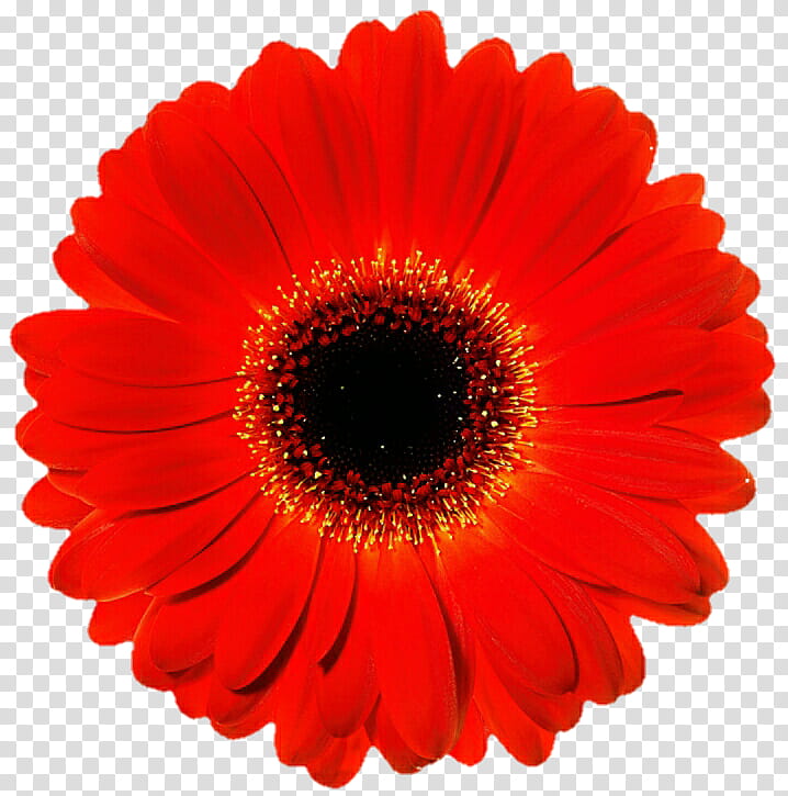 Vibrant Red Gerbera Daisy transparent background PNG clipart