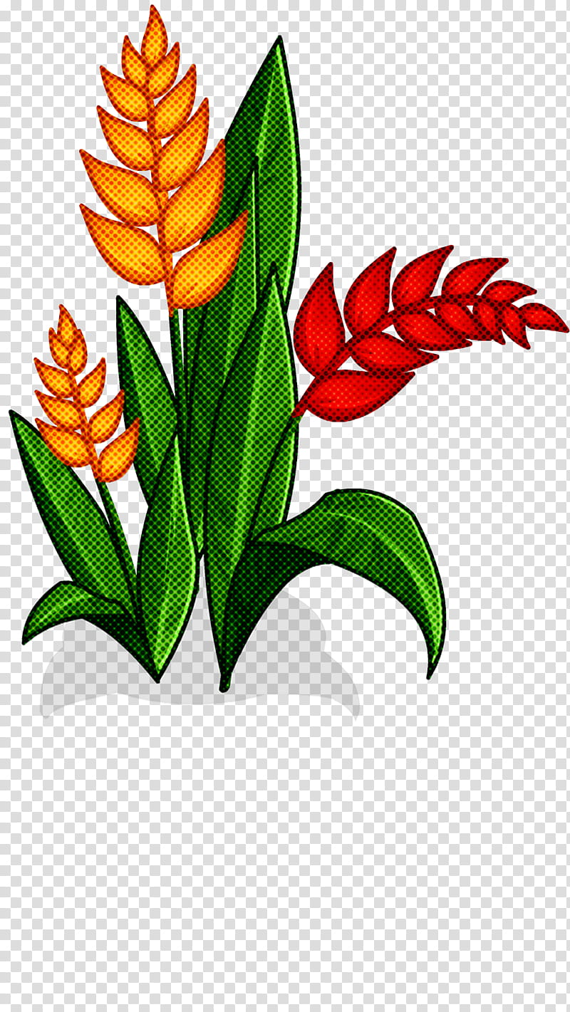 flower plant leaf red ginger heliconia, Houseplant transparent background PNG clipart