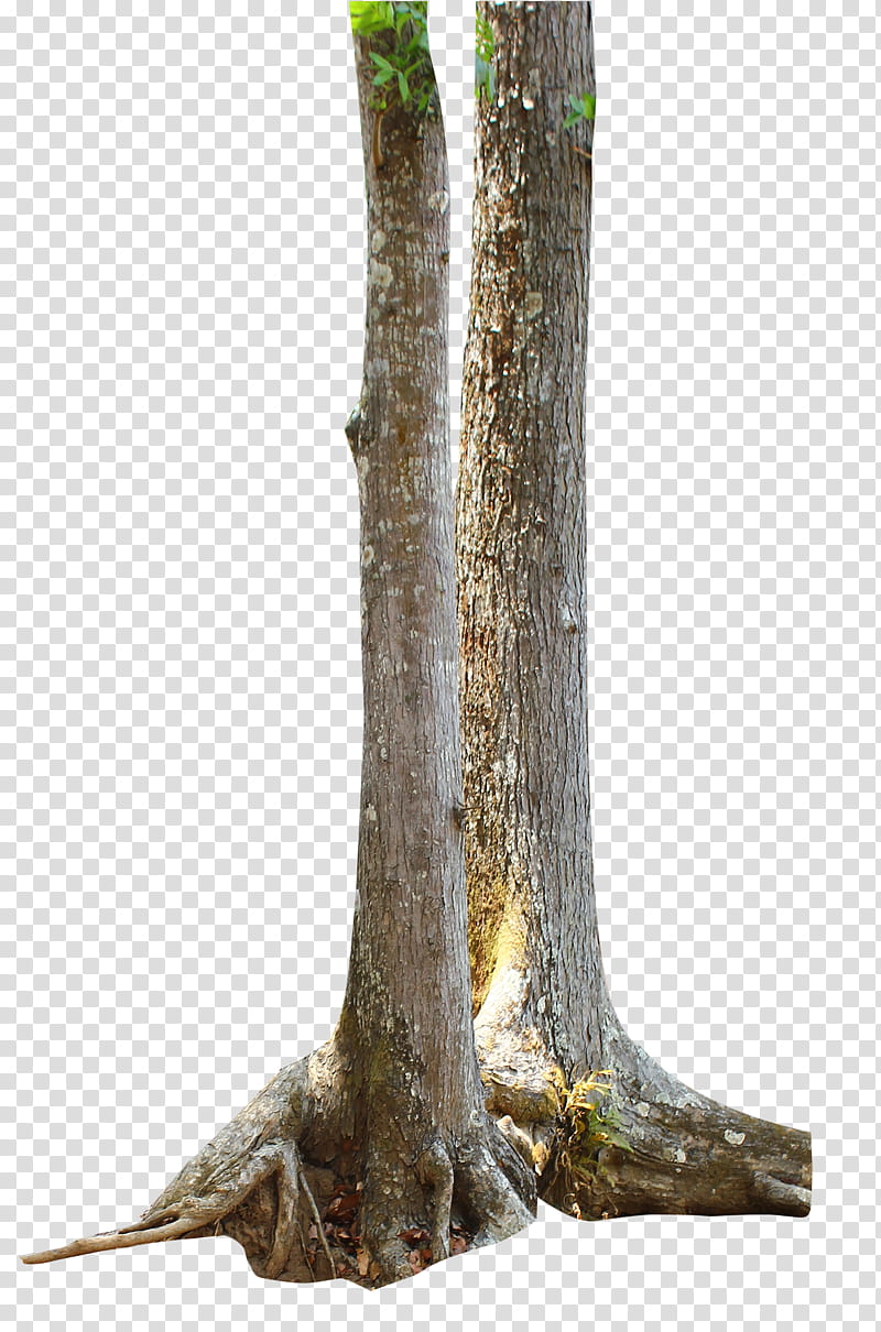 Tree Trunk, gray tree branch transparent background PNG clipart