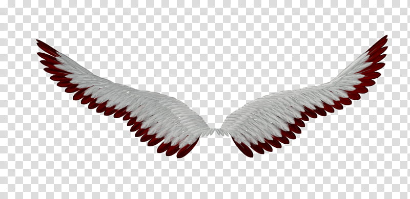 red and white wings transparent background PNG clipart
