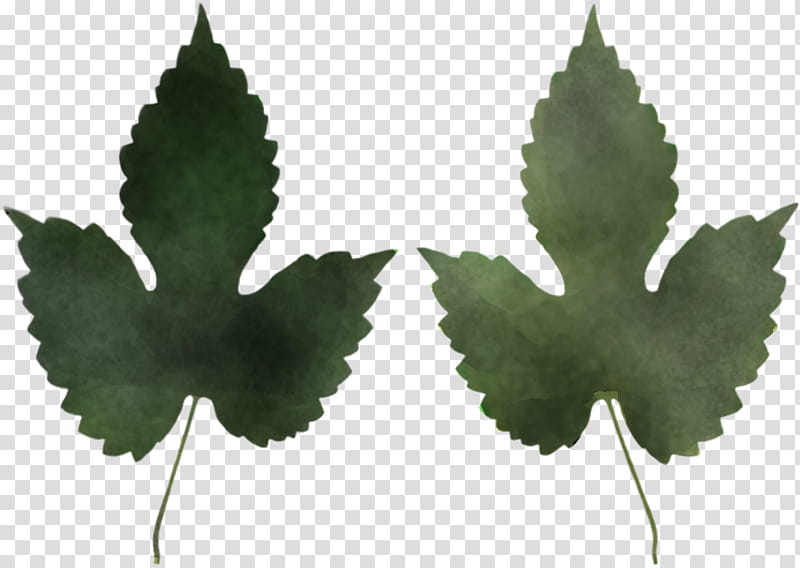 Maple leaf, Plant, Tree, Plane, Flower, Hemp Family, Grape Leaves, Holly transparent background PNG clipart