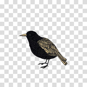 Weird Stuff II, black sparrow transparent background PNG clipart