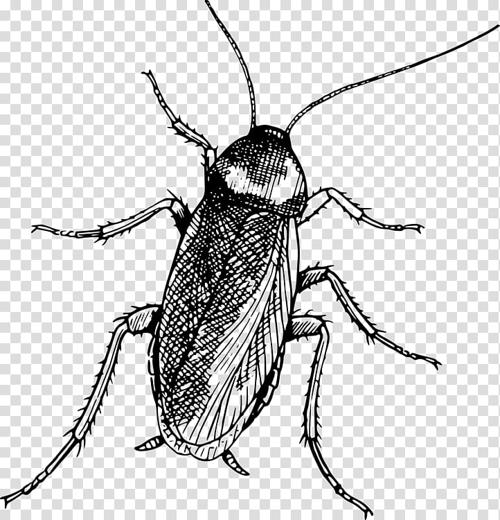 Beetle Insect, Weevil, Membrane, Pest, Parasite, Blister Beetles, Drawing, Ground Beetle transparent background PNG clipart