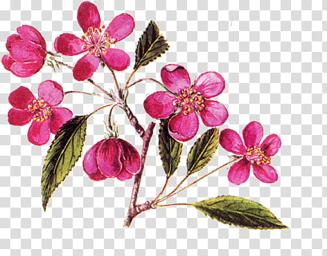 floral, pink cherry blossoms art transparent background PNG clipart