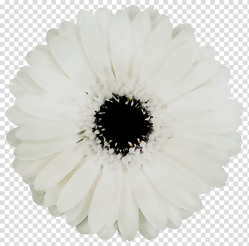 Flowers, Transvaal Daisy, Cut Flowers, Carnation, Flower Bouquet, Petal, Wholesale, Virginia transparent background PNG clipart