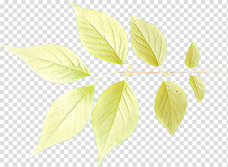 Lemon Tree, Leaf, Plant Stem, Branch, Plants, Flower, Woody Plant, Mock Orange transparent background PNG clipart