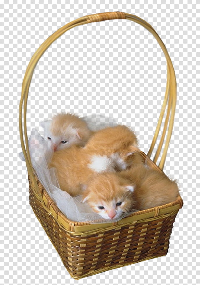 cats , three orange Tab transparent background PNG clipart
