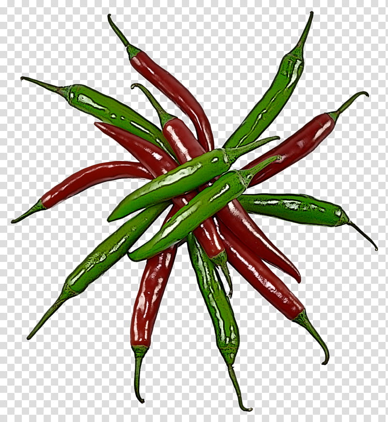 chili pepper tabasco pepper plant bell peppers and chili peppers flowering plant, Leaf, Peperoncini, Birds Eye Chili transparent background PNG clipart