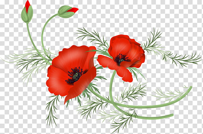 Bouquet Of Flowers Drawing, Poppy, Common Poppy, Flower Bouquet, Cut Flowers, Floral Design, California Poppy, Oriental Poppy transparent background PNG clipart