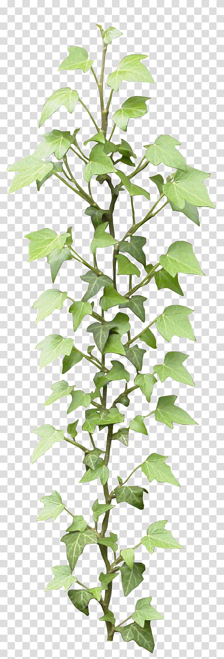 Ivy, green leaf plant transparent background PNG clipart