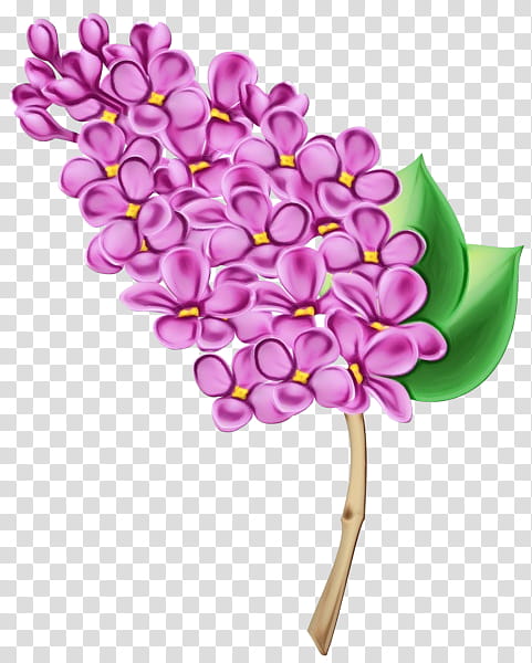 lilac flower lilac plant purple, Watercolor, Paint, Wet Ink, Violet, Petal, Cut Flowers transparent background PNG clipart