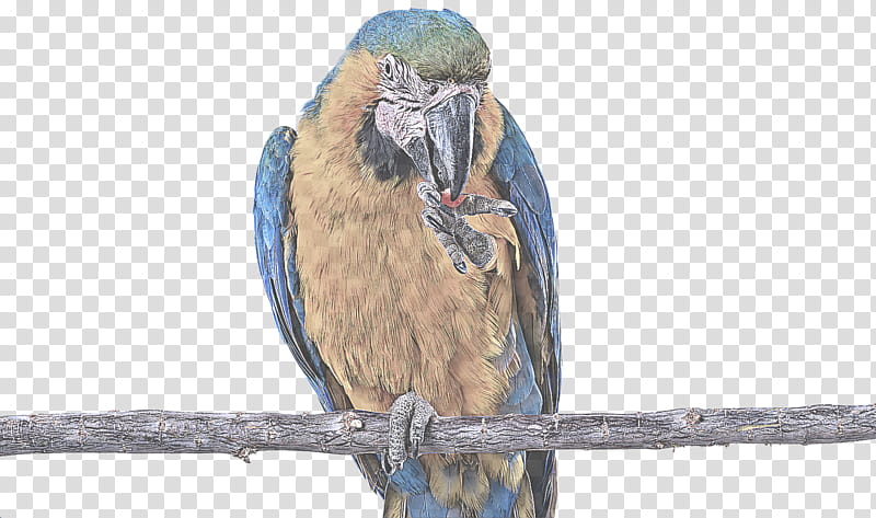 bird beak eastern bluebird perching bird bluebird, Songbird, Roller transparent background PNG clipart