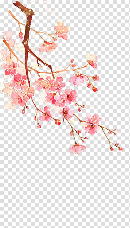 Cherry blossoms, pink lowers transparent background PNG clipart