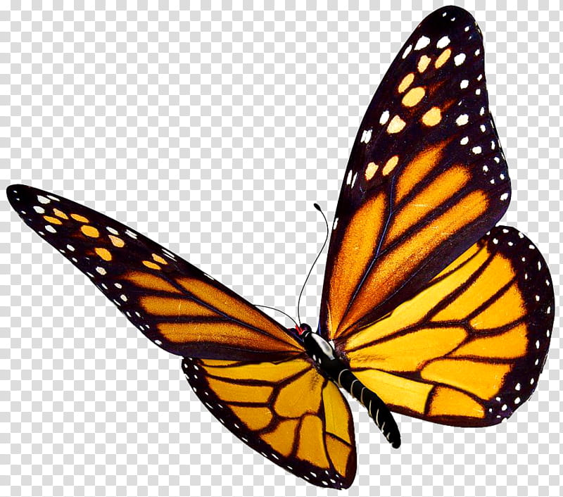 Monarch Butterfly, Insect, Monarch Butterfly International Traveler, Viceroy, Glasswing Butterfly, Ulysses Butterfly, Brushfooted Butterflies, Tiger Milkweed Butterflies transparent background PNG clipart