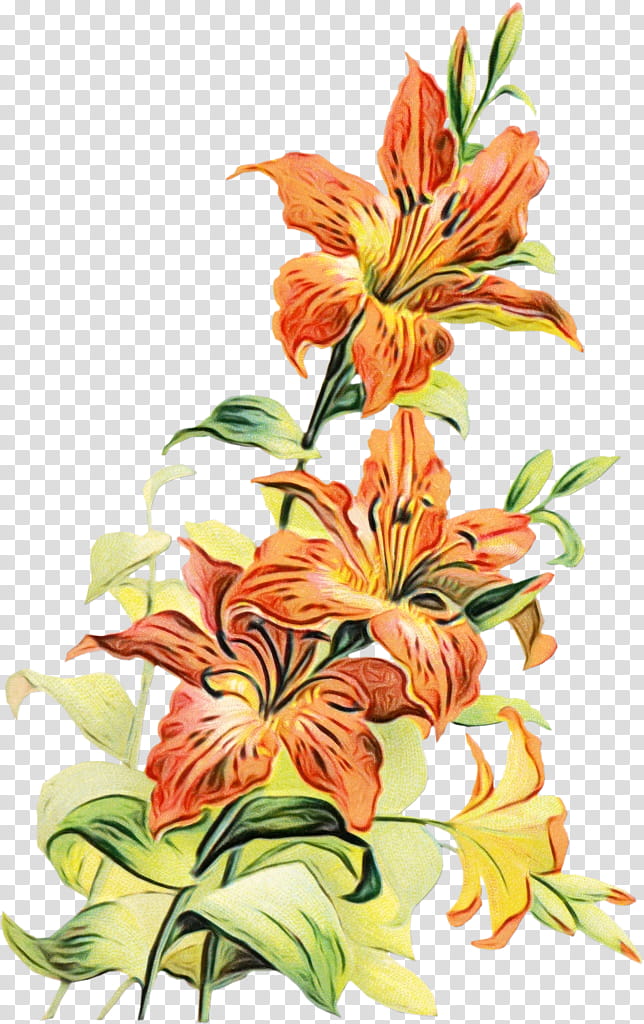 Lily Flower, BORDERS AND FRAMES, Tiger Lily, Floral Design, Drawing, Plant, Cut Flowers, Stargazer Lily transparent background PNG clipart