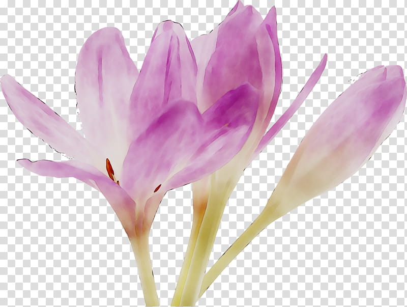 Lily Flower, Crocus, Saffron, Bud, Plant Stem, Plants, Tommie Crocus, Petal transparent background PNG clipart
