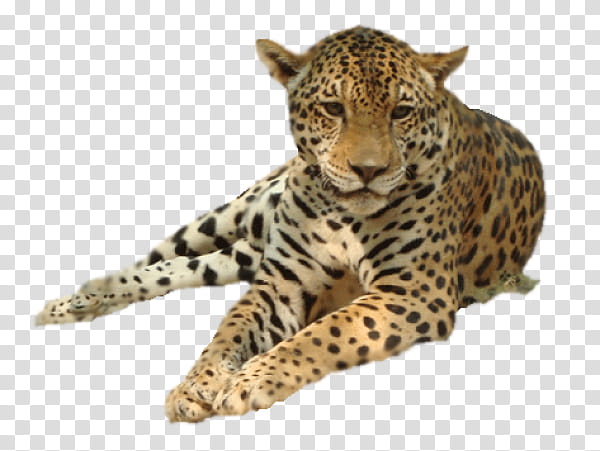 Cats, Leopard, Painting, Wildlife, African Leopard, Snout, Whiskers, Jaguar transparent background PNG clipart