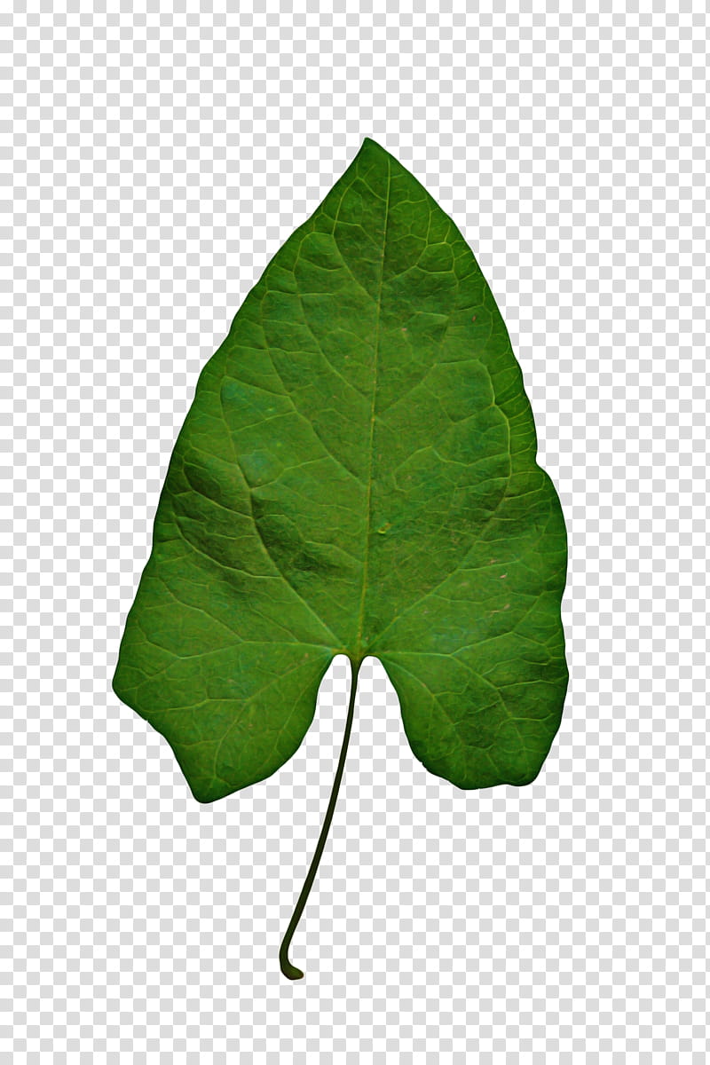 Ivy, Leaf, Green, Plant, Flower, Tree, Piper Auritum, Anthurium transparent background PNG clipart