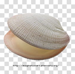 Summer , beige clam shell art transparent background PNG clipart