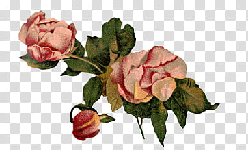 , three pink petaled rose flowers transparent background PNG clipart