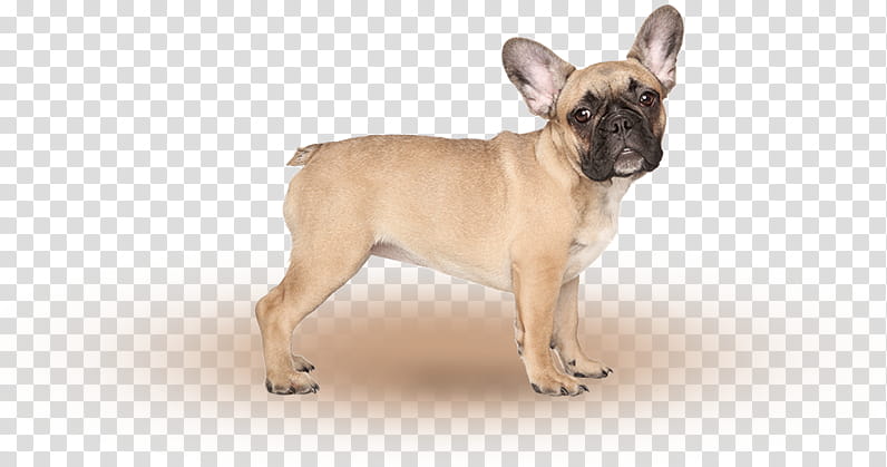 French Bulldog, German Shepherd, Puppy, Companion Dog, Litter, Purebred, Breed, Fawn transparent background PNG clipart