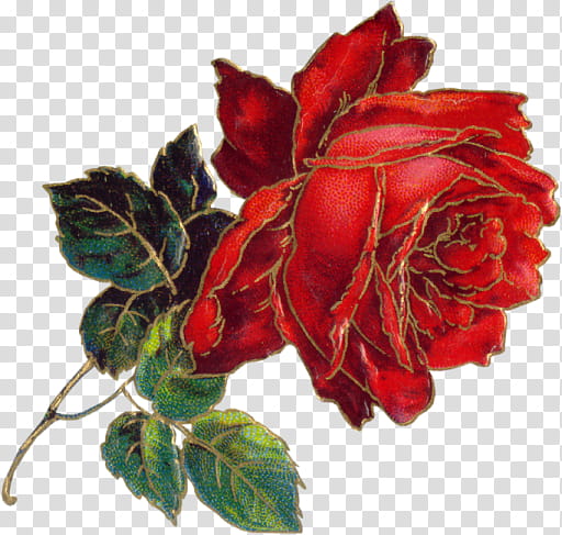 VICTORIAN flower  quaddles, red rose flower on black background illustration transparent background PNG clipart